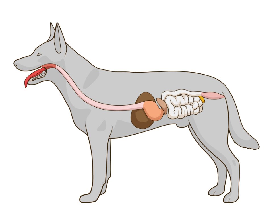 Sistem organa za varenje kod pasa
