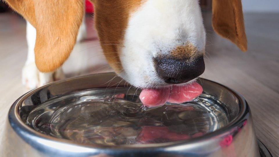 Koji je optimalan unos vode za pse?