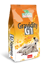 Gravidity G1